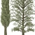 Outdoor Pine Tree Trio 3D model small image 4