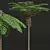 Mountain Fern Tree 3D Model 3D model small image 2