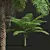 Sphaeropteris Lepifera 3D Fern Models 3D model small image 2