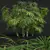 Rhapis Excelsa 3D Palm Models 3D model small image 4