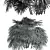 Rhapis Excelsa 3D Palm Models 3D model small image 5