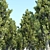 High PBR Poplar Trees Bundle 3D model small image 4