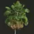 Exotic Borassus Flabellifer 3D Models 3D model small image 2