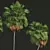 Exotic Borassus Flabellifer 3D Models 3D model small image 4