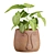 Exotic Facepot Plants Set with Stand 3D model small image 2