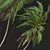 Lush Coconut Tree 3D Model 3D model small image 1