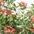 Oleander Grass Garden Model_RENDER_READY 3D model small image 3