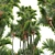 Exquisite Cyrtostachys Renda Palm Model 3D model small image 3
