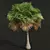 Exquisite Borassus Flabellifer Tree Model 3D model small image 3