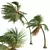 Tropical Coconut Palm Tree Model 3D model small image 2