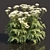 Delicate Cow Parsley Plants Set 3D model small image 2