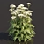 Delicate Cow Parsley Plants Set 3D model small image 3
