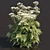 Delicate Cow Parsley Plants Set 3D model small image 4