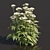 Delicate Cow Parsley Plants Set 3D model small image 5
