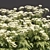 Delicate Cow Parsley Plants Set 3D model small image 6