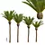 Majestic Phoenix Canariensis Decorative Palm 3D model small image 1