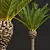 Majestic Phoenix Canariensis Decorative Palm 3D model small image 2