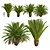 Canary Palm 3D Model Collection 3D model small image 1