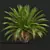 Canary Palm 3D Model Collection 3D model small image 2