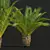 Canary Palm 3D Model Collection 3D model small image 4