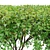 Rectangular Hedge Bush Set - 1.5m 3D model small image 3