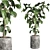 Ficus Rubber Plant Stone Vase 3D model small image 1