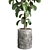 Ficus Rubber Plant Stone Vase 3D model small image 2