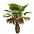 Detailed Pritchardia Pacifica Small Plant 3D model small image 5