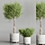 Modern Indoor Plant Collection Set 3D model small image 3