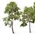Scots Pine Tree 3D Model 3D model small image 2