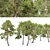Scots Pine Tree 3D Model 3D model small image 5