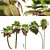 Exquisite Pritchardia Pacifica Plant 3D 3D model small image 1