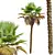 Exquisite Pritchardia Pacifica Plant 3D 3D model small image 3