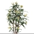 Mahonia Media Plant Pair-Enlivens Gardens 3D model small image 3