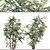 Mahonia Media Plant Pair-Enlivens Gardens 3D model small image 5