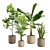 Exotic Indoor Plant Variety Pack 3D model small image 1