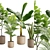 Exotic Indoor Plant Variety Pack 3D model small image 2