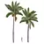 Royal Palm 3D Plant Model 3D model small image 1