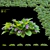 Fragrant Viola Bushes Bundle 3D model small image 1