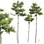 Detailed Pinus Echinata Tree Model 3D model small image 1