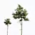 Detailed Pinus Echinata Tree Model 3D model small image 5