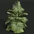 Exotic Saribus Rotundifolius 3D Models 3D model small image 3