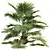 Exotic Saribus Rotundifolius 3D Models 3D model small image 4