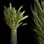  Green Wheat Spikelet Vase 3D model small image 1