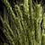  Green Wheat Spikelet Vase 3D model small image 5