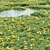  Vol 122 Wild Marshland Beauty 3D model small image 4