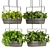 Premium Pothos Hanging Plant 3D model small image 1