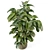 Rusty Concrete Pot Ficus Plant 3D model small image 2