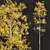 Trembling Aspen Tree 3D Model 3D model small image 2