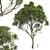 High Detail Sycamore Tree Model 3D model small image 1